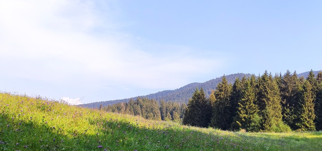 Bando di finanziamento - Misure forestali